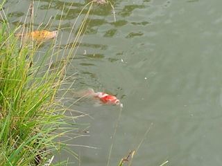 fishing 6